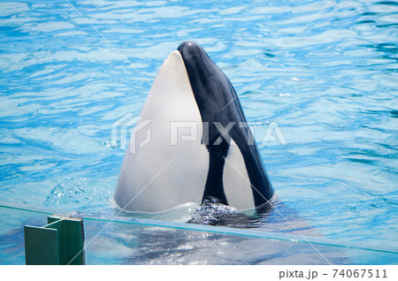 シャチ シャチ 74067511