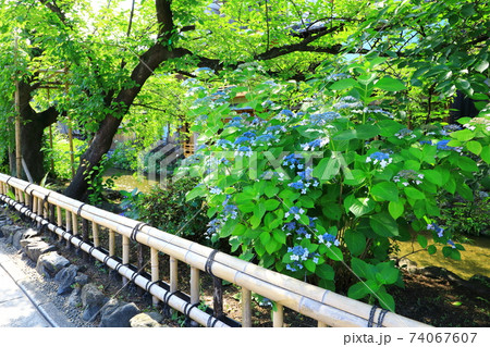 祇園白川 紫陽花の花 祇園白川 紫陽花の花 74067607