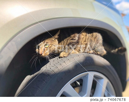 車のタイヤハウスに潜り込むキジトラ猫の写真素材