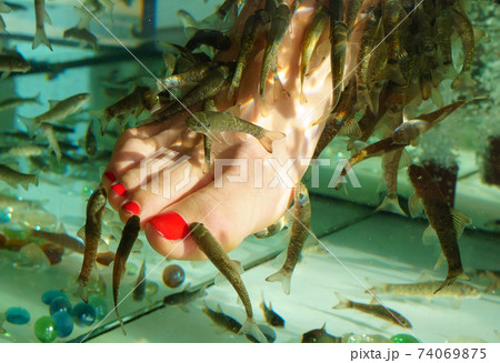 South Asia pedicure procedure. Natural health care. Garra rufa fish pedicure. Feet in fish spa aquarium. 74069875