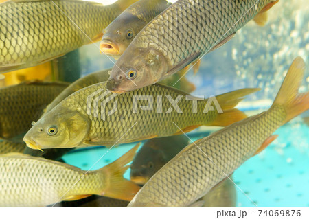 Carp swims in the aquarium. Close up. Selective focus. 74069876