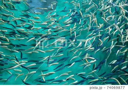 Trout farming in the fish pond, breeding freshwater fish. selective focus 74069877