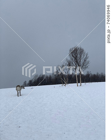 トナカイのいる生活、サーミ人の暮らし 74069946