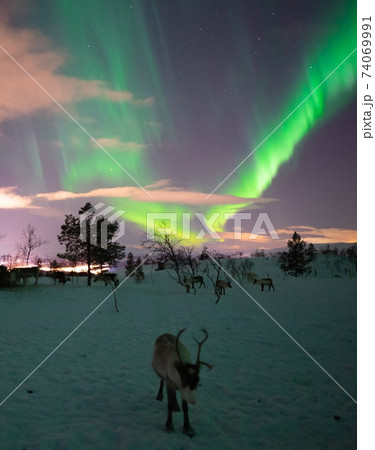 オーロラと共に生きるトナカイたち オーロラと共に生きるトナカイたち 74069991