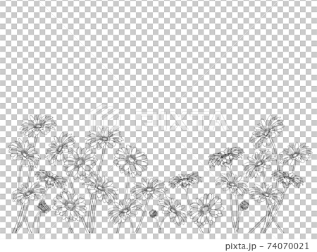 ガーベラの背景(黒い線画) 74070021