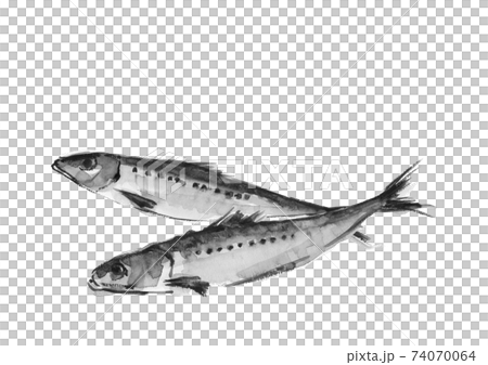 水墨画風水彩画 イワシ 鰯 2尾 モノトーン 白バック Png コピースペースありのイラスト素材 74070064 Pixta