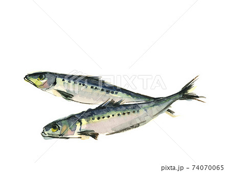 水彩画:イワシ 鰯 2尾 白バック PNG コピースペースあり 水彩画:イワシ 鰯 2尾 白バック PNG コピースペースあり 74070065