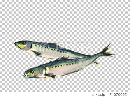 水彩画:イワシ 鰯 2尾 白バック PNG コピースペースあり 水彩画:イワシ 鰯 2尾 白バック PNG コピースペースあり 74070065