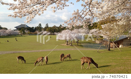 奈良桜景 74070421