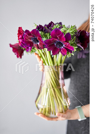 Magenta and violet gradient poppies anemones. Many flowers - great background. the work of the florist at a flower shop. Delivery fresh cut flower. European floral shop. 74070426