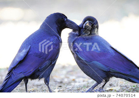 ハシブトガラス 74070514