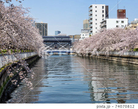 大島川水門と桜 74070812