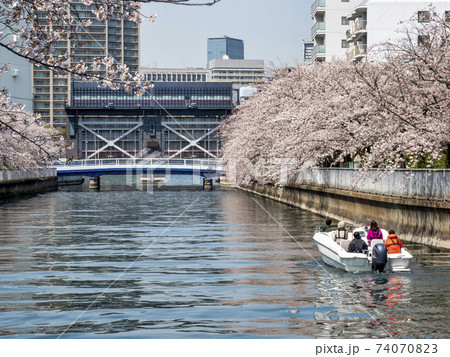 大島川水門と桜 74070823