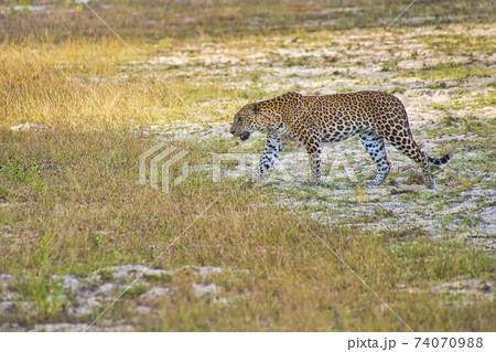 Sri Lankan Leopard, Wilpattu National Park, Sri Lanka 74070988