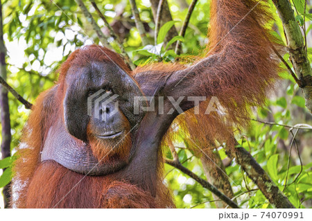 Orangutan, Tanjung Puting National Park, Indonesia 74070991