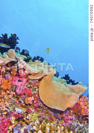 Coral Reef, South Ari Atoll, Maldives Coral Reef, South Ari Atoll, Maldives 74070992