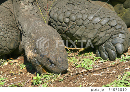 Galapagos Giant Tortoise, Galapagos National Park, Ecuador Galapagos Giant Tortoise, Galapagos National Park, Ecuador 74071010