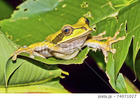 New Granada Cross-banded Tree Frog, Corcovado National Park, Costa Rica 74071027