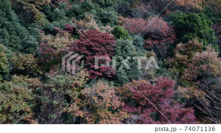 薄暮れの紅葉 薄暮れの紅葉 74071136