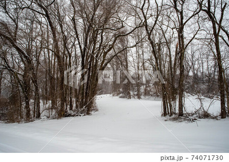 Journey through a snowy forest 74071730