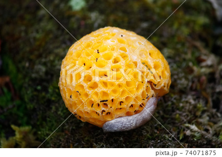 Patagonia Tierra del fuego national park Argentina 74071875