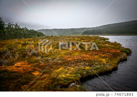 Patagonia Tierra del fuego national park Argentina 74071893