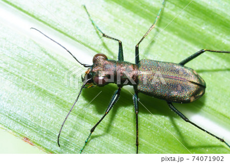 トウキョウヒメハンミョウ トウキョウヒメハンミョウ 74071902