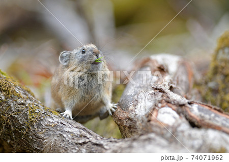 ポーズをとるナキウサギ 74071962