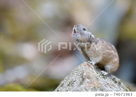 鳴くナキウサギ 74071963