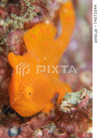 ピンクの岩に寄り添い隠れる様にしている鮮やかなオレンジ色の魚 カエルアンコウ 水中写真の写真素材