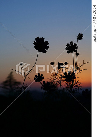 とよの夕日の丘 コスモスのシルエットの写真素材