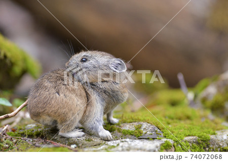 振り返るナキウサギ 74072068