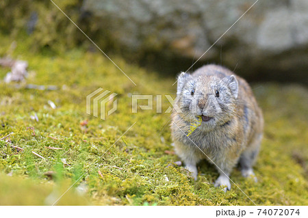 苔とナキウサギ 74072074