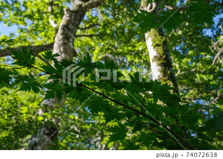 大山登山、ユートピアコースの景色（2020年8月） 74072638