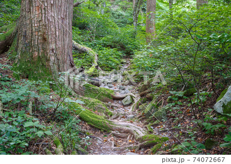 大山登山、ユートピアコースの景色（2020年8月） 74072667