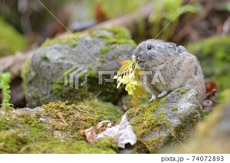 花を食べるナキウサギ 74072893