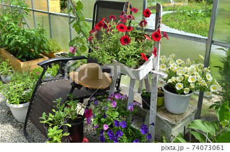 Red and yellow petunia flowers in pots in greenhouse. Vintage botanical background with plants, home hobby still life with gardening objects and nature. Red and yellow petunia flowers in pots in greenhouse. Vintage botanical background with plants, home hobby still life with gardening objects and nature. 74073061