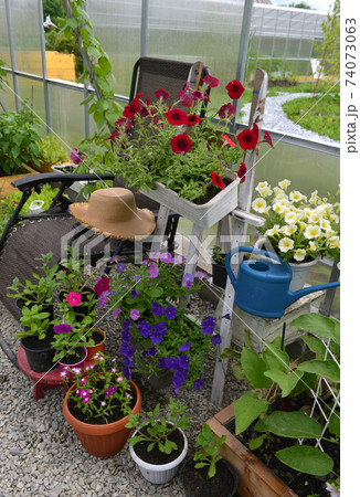 Petunia flowers in pots with watering can and chair in greenhouse. Vintage botanical background with plants, home hobby still life with gardening objects and nature. Petunia flowers in pots with watering can and chair in greenhouse. Vintage botanical background with plants, home hobby still life with gardening objects and nature. 74073063