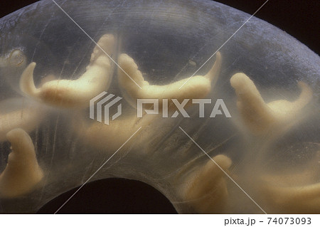 ヒガシヒダサンショウウオ 卵嚢の中の様子 74073093