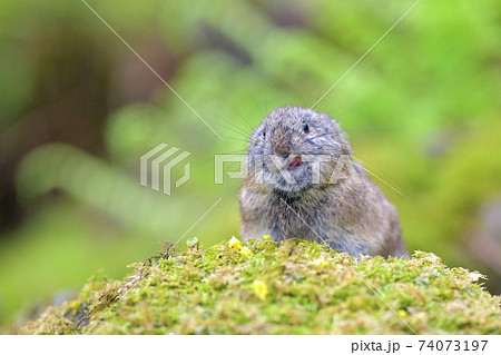 舌を出すナキウサギ 74073197