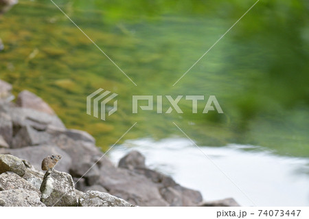 水辺のナキウサギ 水辺のナキウサギ 74073447