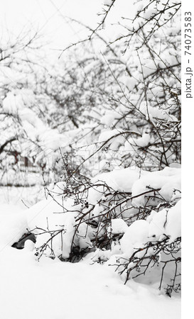 Branches of young apple tree under snow in sunny frosty morning 74073583