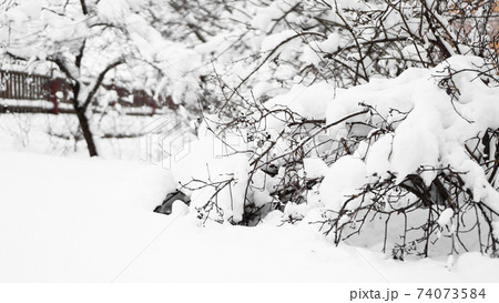 Branches of young apple tree under snow in sunny frosty morning 74073584