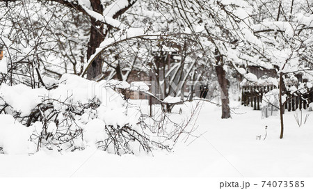 Branches of young apple tree under snow in sunny frosty morning 74073585