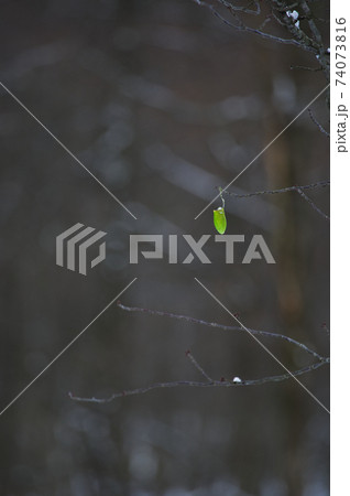 冬の雑木林　ウスタビガの繭 74073816