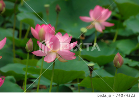 　古代蓮 74074322