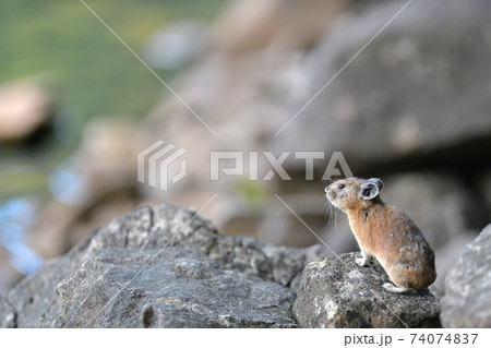 岩場のナキウサギ 74074837