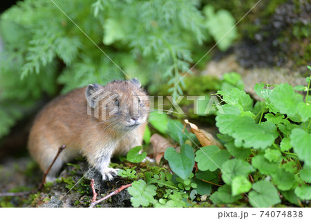 緑の中のナキウサギ 74074838