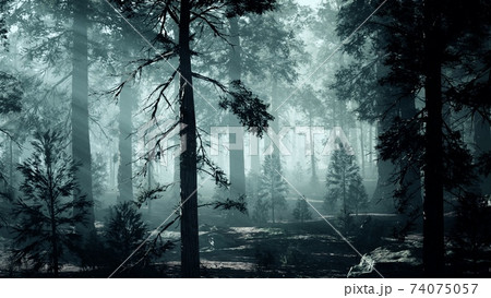 black tree trunk in a dark pine tree forest black tree trunk in a dark pine tree forest 74075057