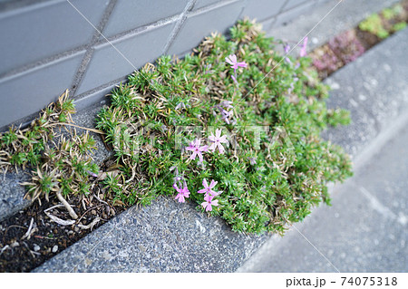 シバザクラ 74075318